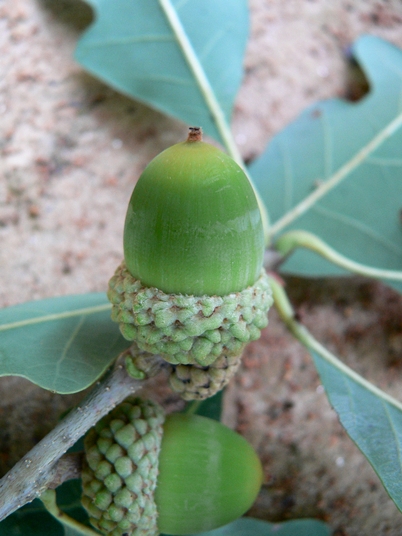 {Quercus alba}